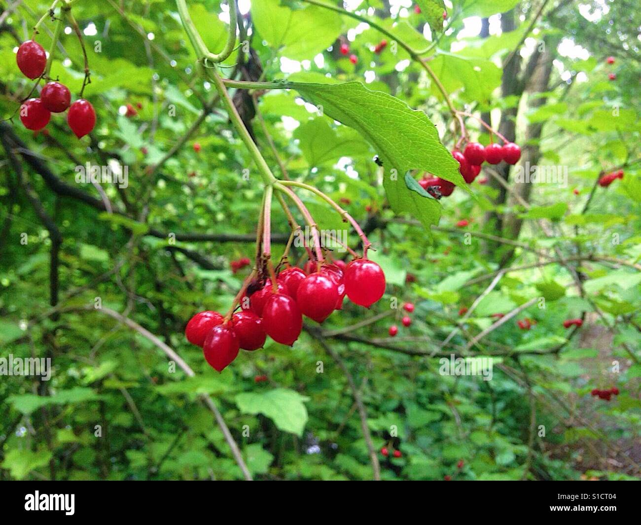 Fruits rouges dans l'air Banque D'Images