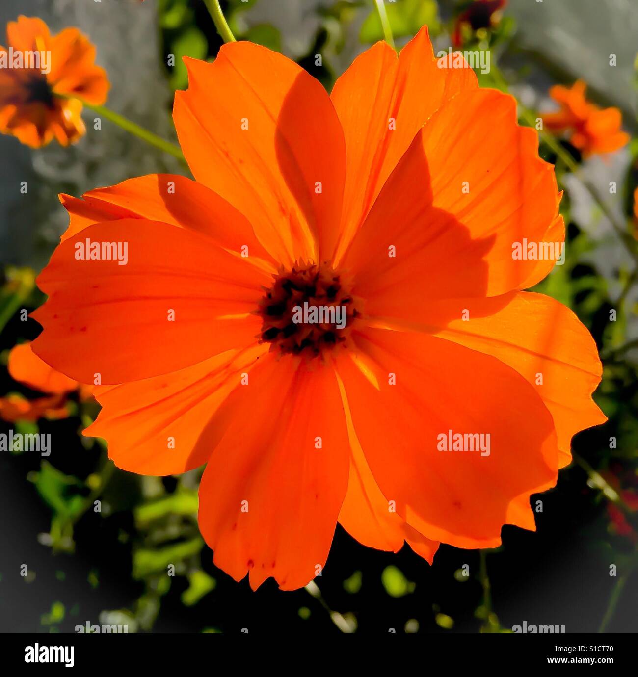 L'orange vif cosmos fleur dans la lumière du soleil à l'extérieur Banque D'Images