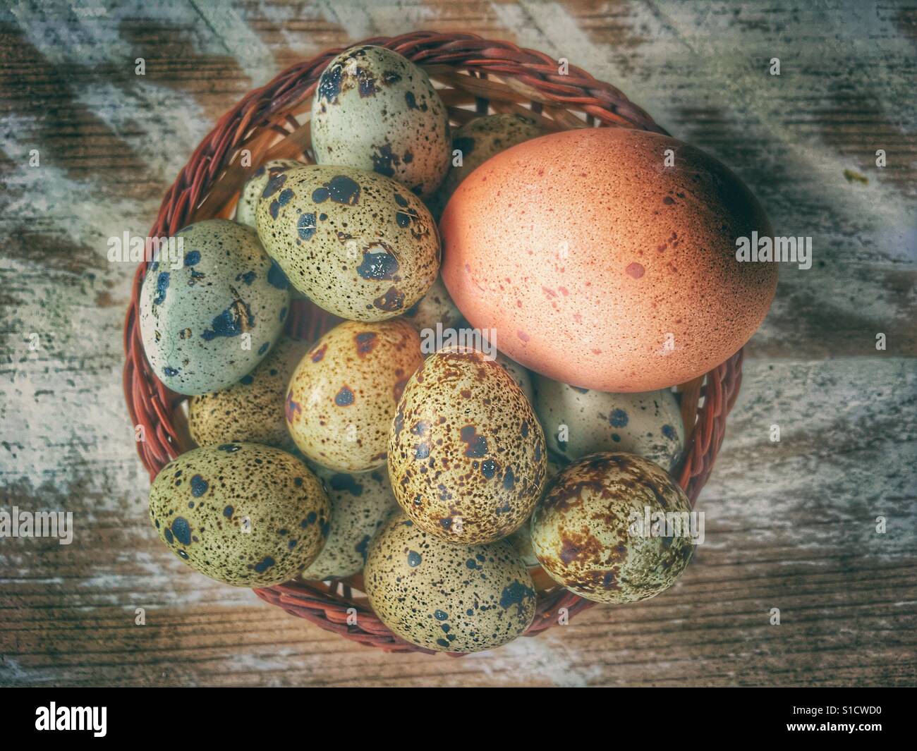 Oeufs de caille et un oeuf de poule dans un panier - Image de stock capturée avec un smartphone