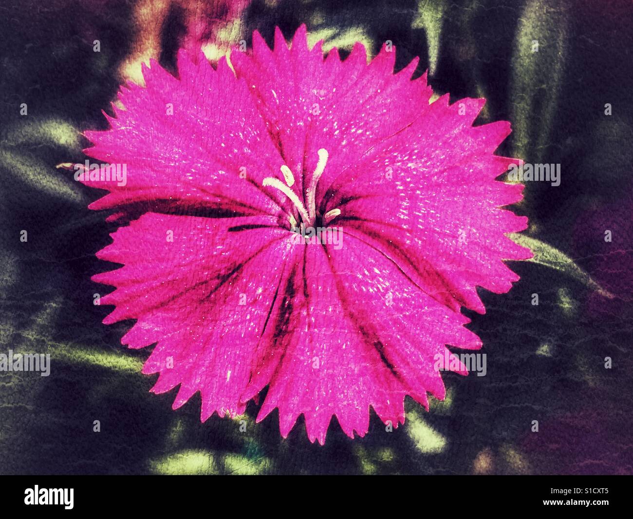 Fleur rose vif - Image de stock capturée avec un smartphone