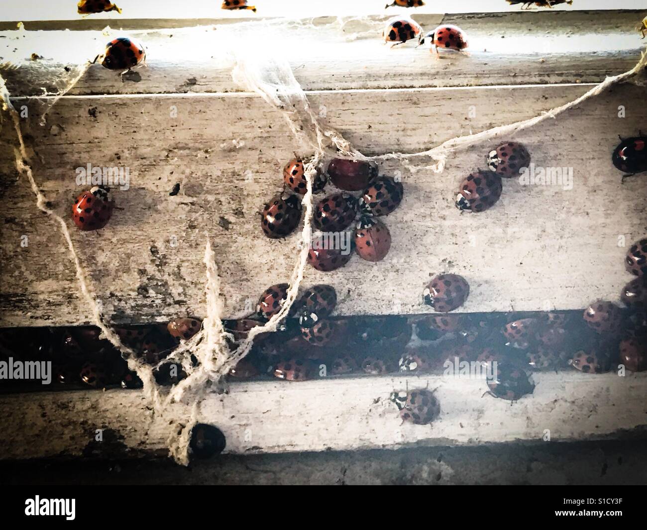 Nid de coccinelle Banque de photographies et d’images à haute