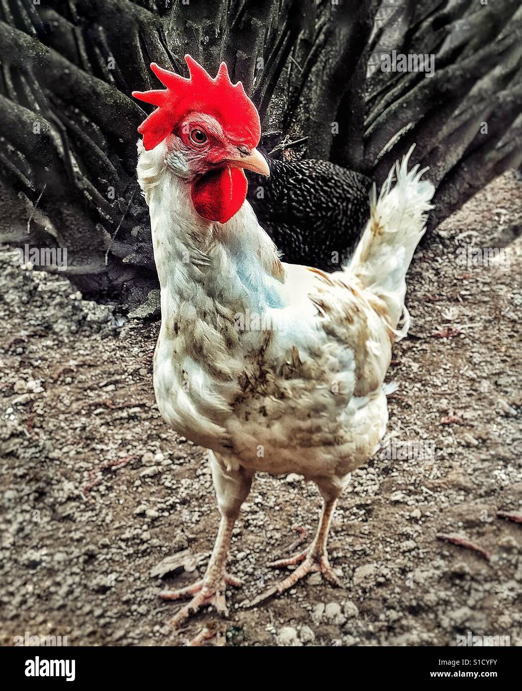 Poule blanc maigrichon - Image de stock capturée avec un smartphone
