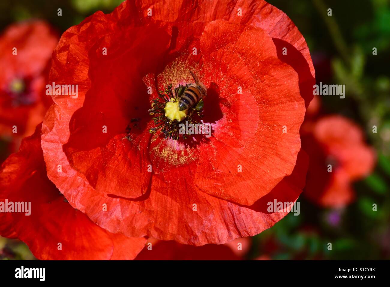 Abeille au pavot - Image de stock capturée avec un smartphone