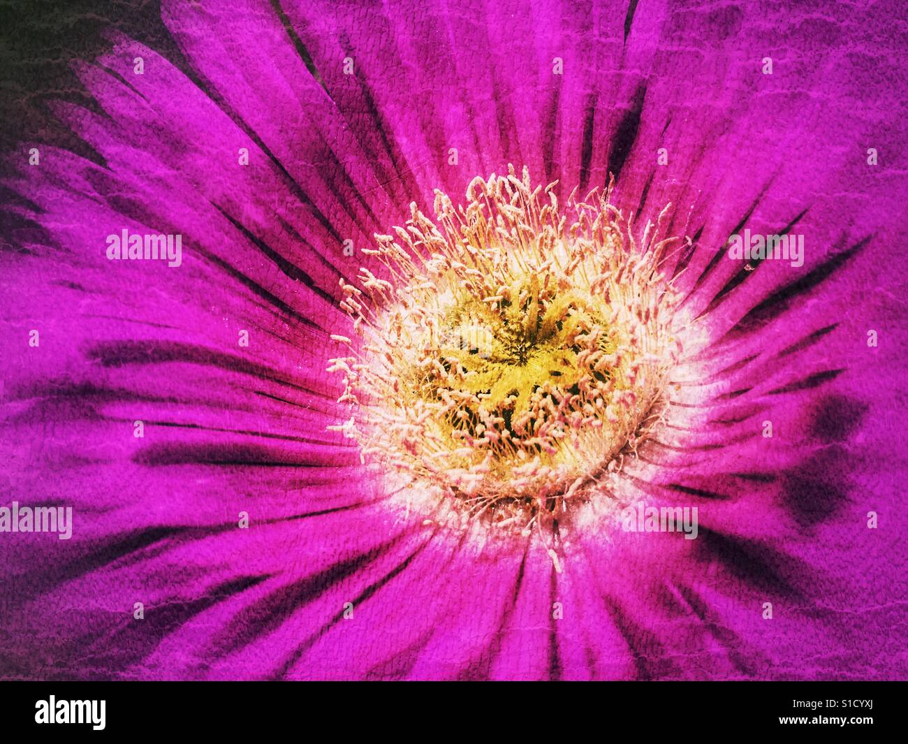 Carpobrotus, rose fleur Pigface - Image de stock capturée avec un smartphone