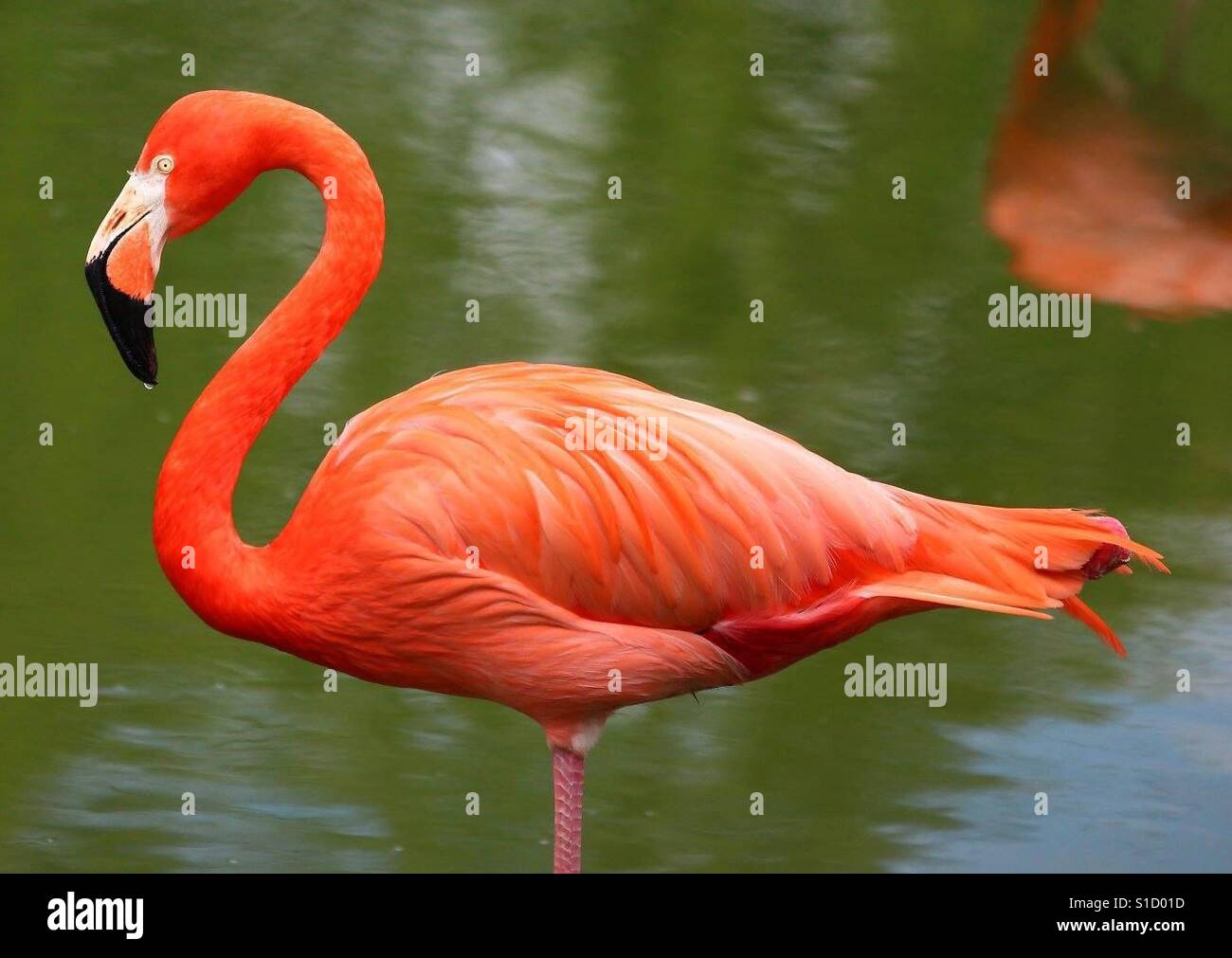 Flamingo unique - Image de stock capturée avec un smartphone