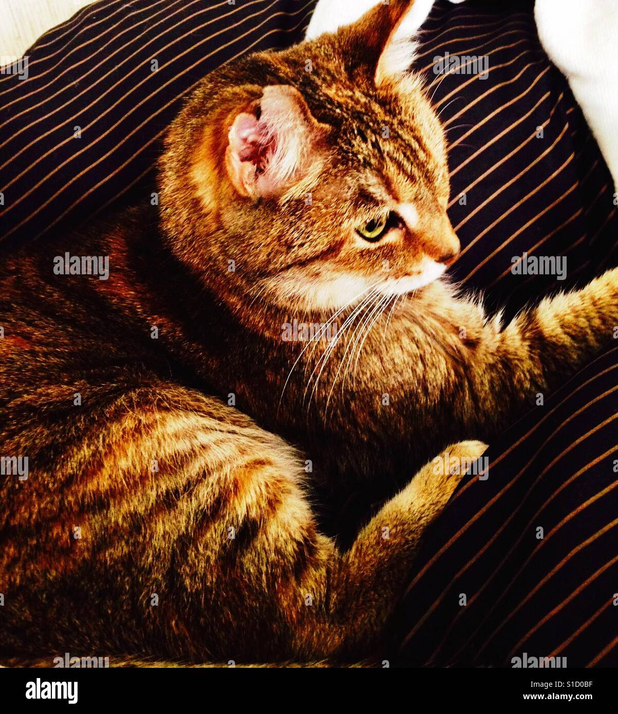 Belle branche ou American Shorthair chat tigré aux yeux verts Banque D'Images