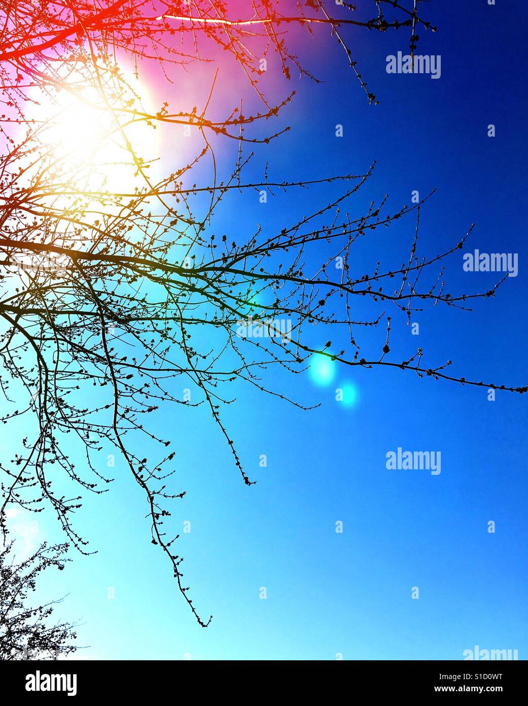 Lumière du soleil à travers les branches d'arbres Banque D'Images