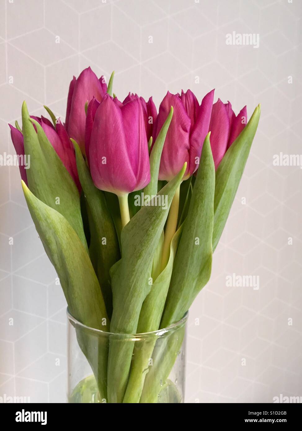 Tulipes violet vase en verre still life Banque D'Images