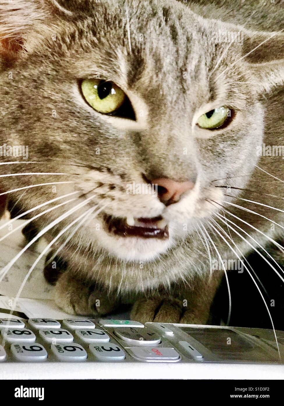 Portrait D Argent Gris Shorthair Domestique Chat Tigre Avec De Magnifiques Yeux Verts Et Environ A Gronder A Un Autre Chat Photo Stock Alamy