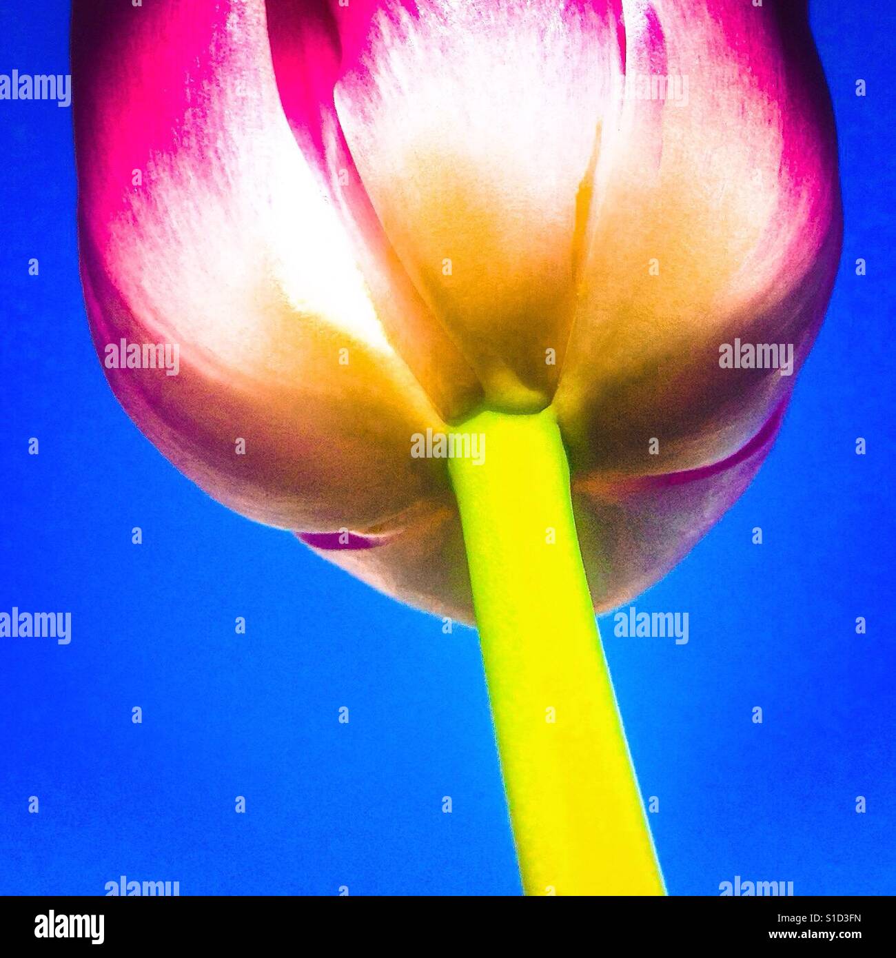 Vue faible d'une tulipe rose fleur sur fond de ciel bleu Banque D'Images