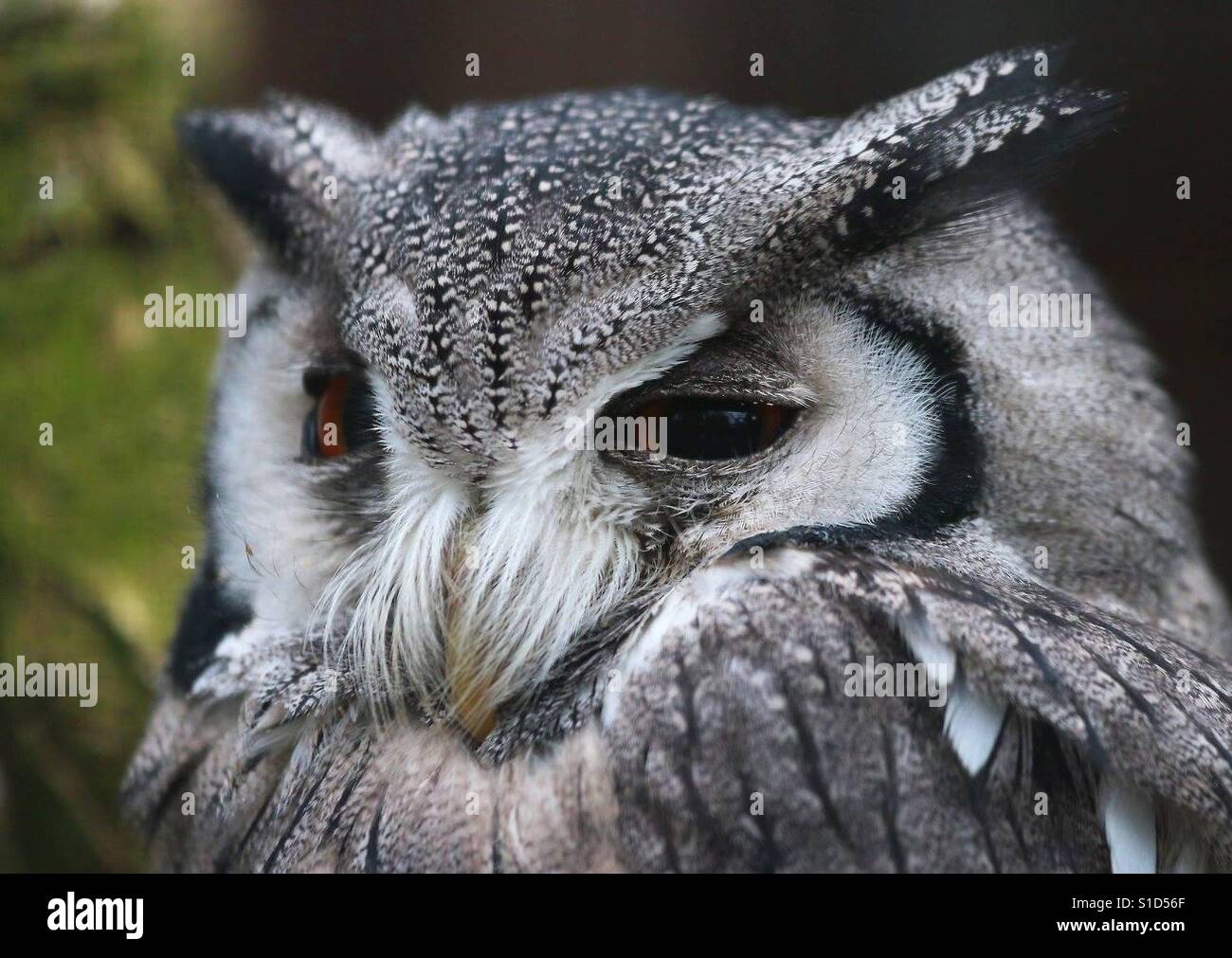 Northern White Owl face Banque D'Images