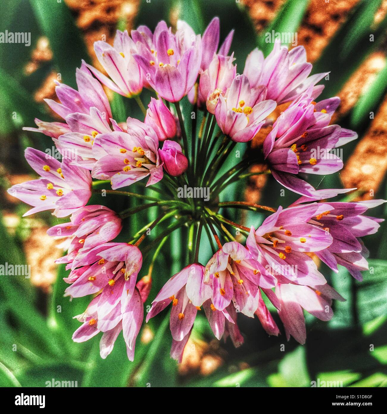 L'ail rose sauvage croissant dans un jardin espagnol - Image de stock capturée avec un smartphone