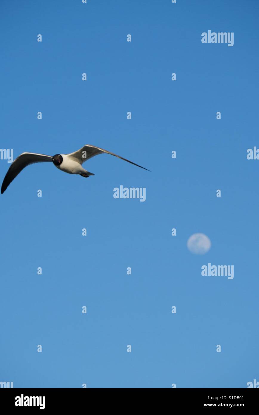 Alejándose Gaviota de la luna Banque D'Images