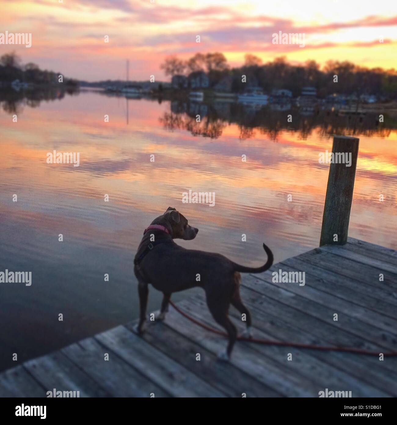 Un pit-bull terrier debout sur un quai au lever du soleil, à la recherche de canards. Banque D'Images