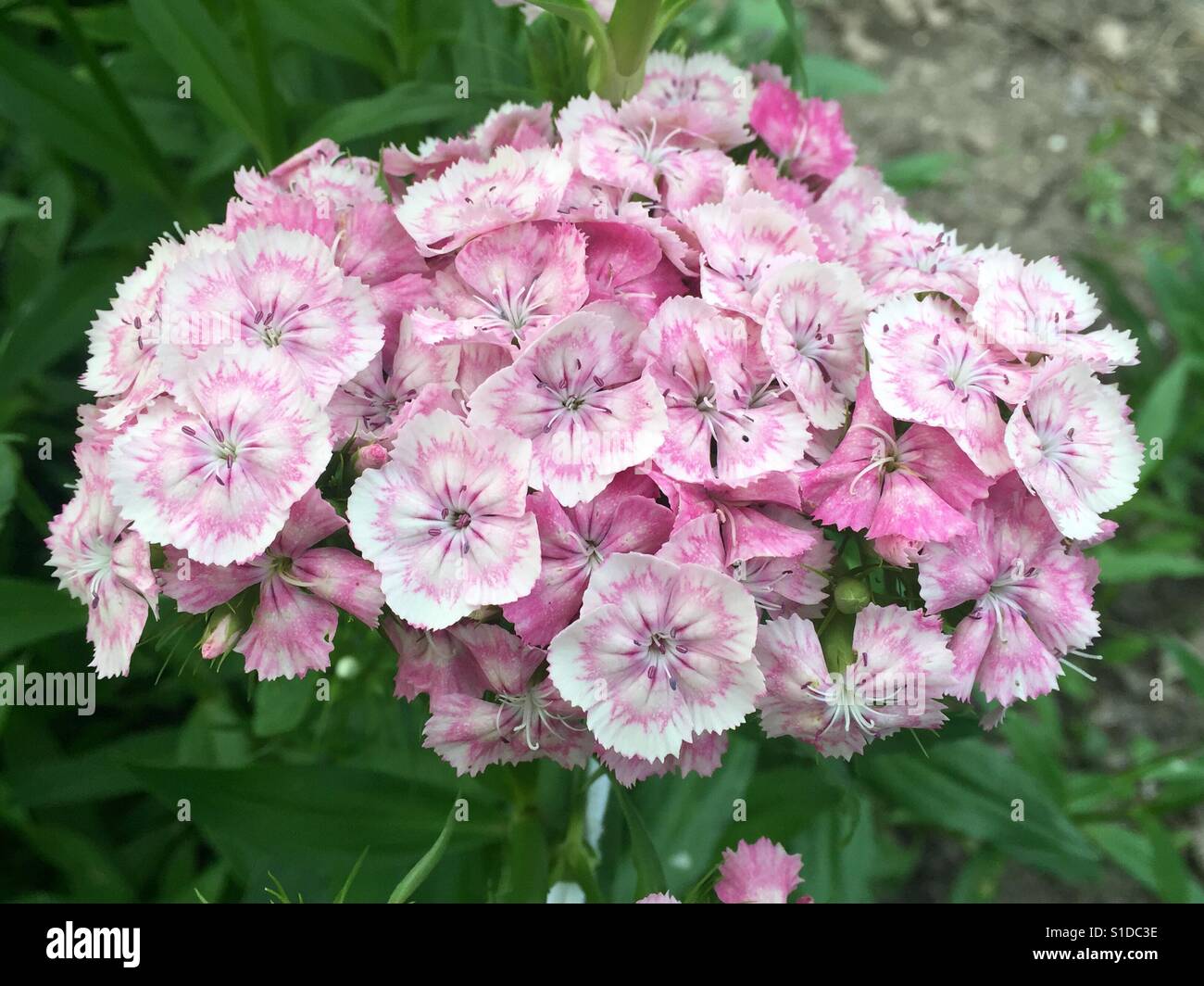 Fleur d'été rose et blanc (rose) Banque D'Images