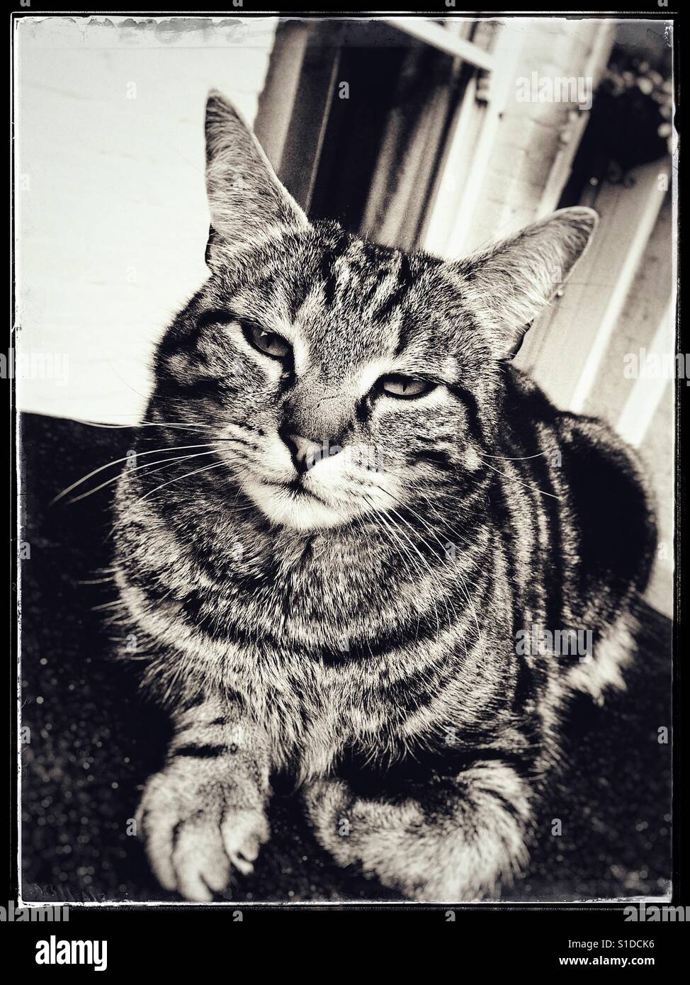 Chat noir et blanc Banque D'Images