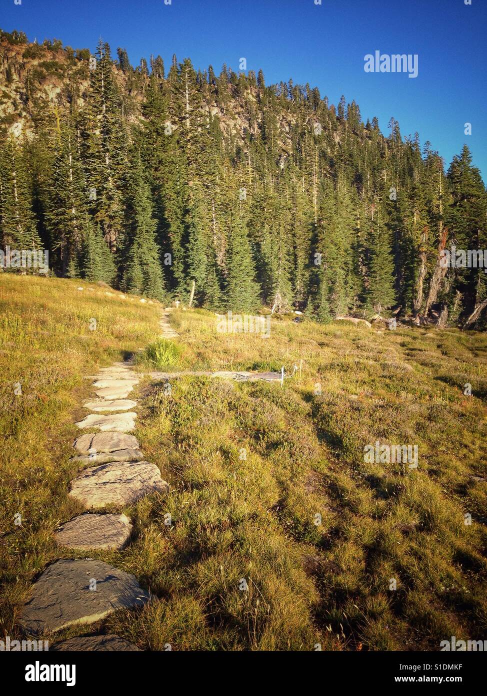 Suivez (et restez sur) le sentier à Panther Meadow sur le Mont Shasta en Californie du Nord. - Image de stock capturée avec un smartphone