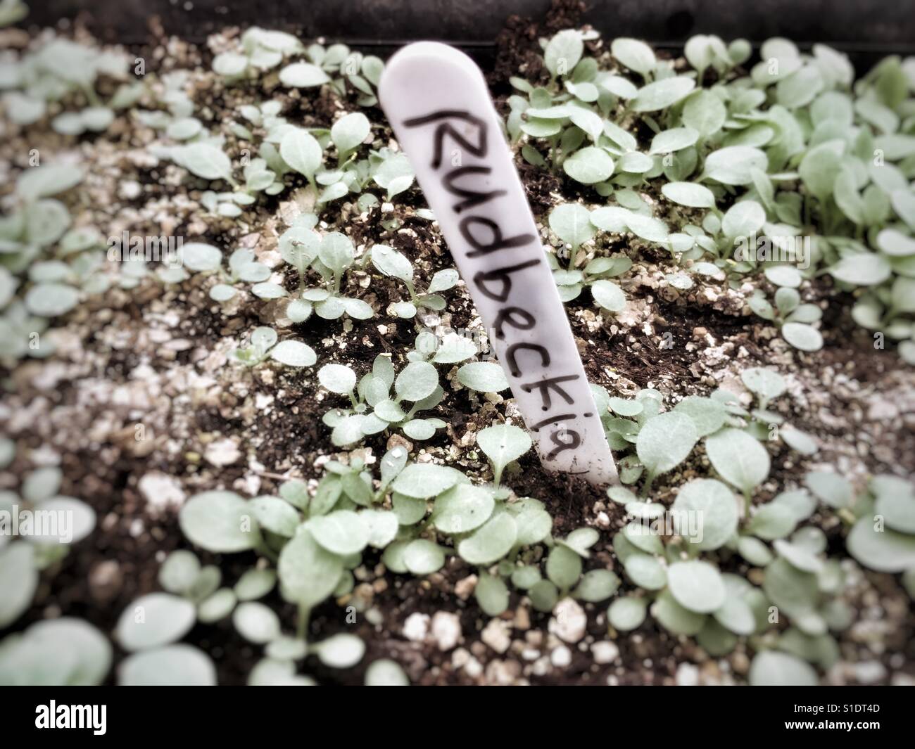 Rudbeckia plantes cultivées à partir des graines Banque D'Images