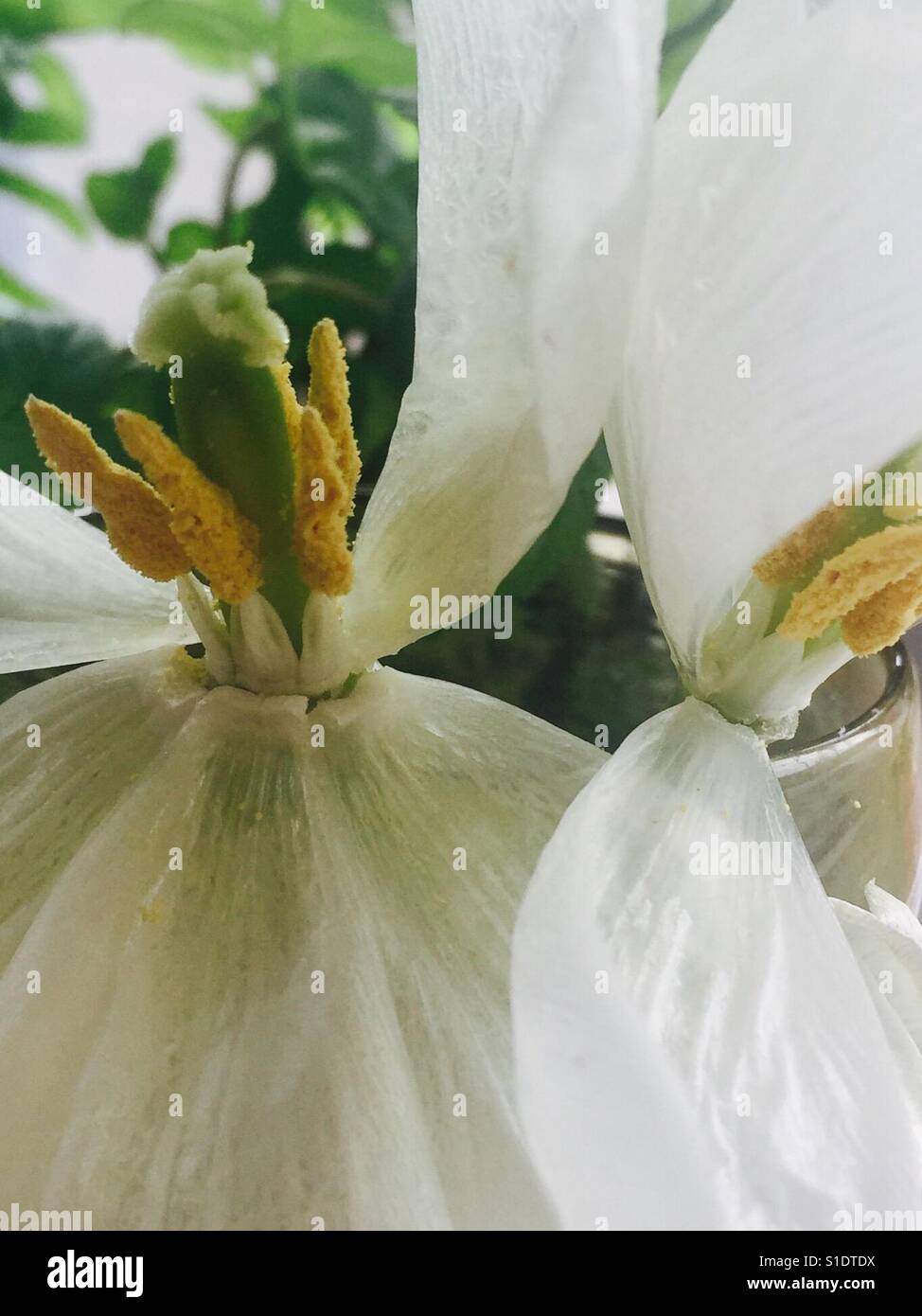 Tulip fleurs avec pétales blancs et jaunes étamines..mourir lentement comme les pétales drop Banque D'Images Tulip fleurs avec pétales blancs et jaunes étamines..mourir lentement comme les pétales drop Banque D'Images