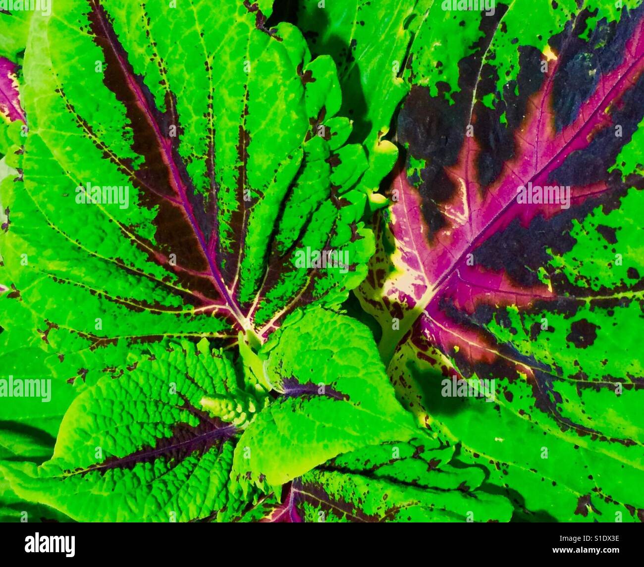 De grandes feuilles vert vif et Ruffle Wine Grape Coleus veiné Banque D'Images