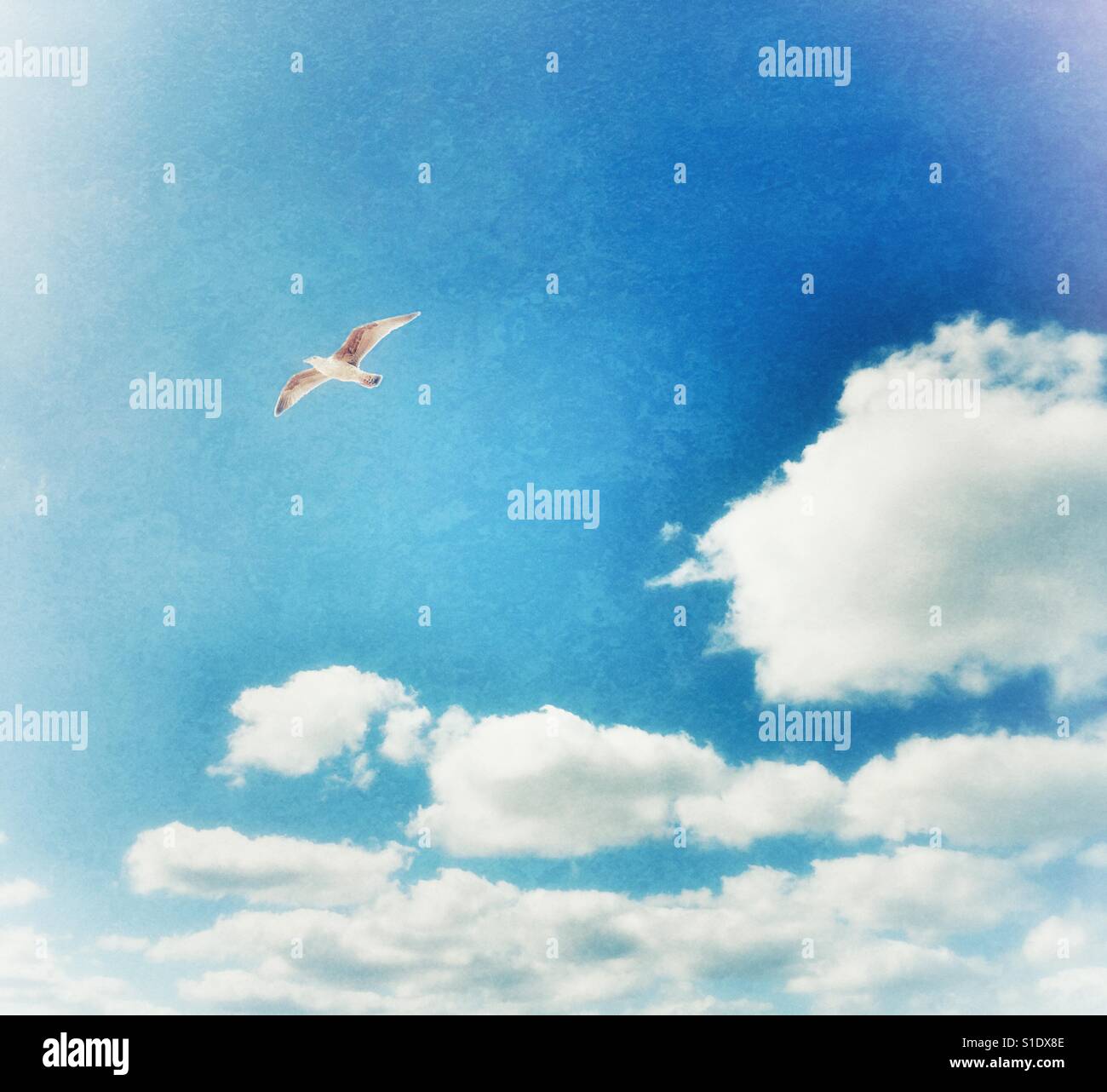 Seagull flying seul contre ciel bleu avec des nuages ci-dessous - Image de stock capturée avec un smartphone