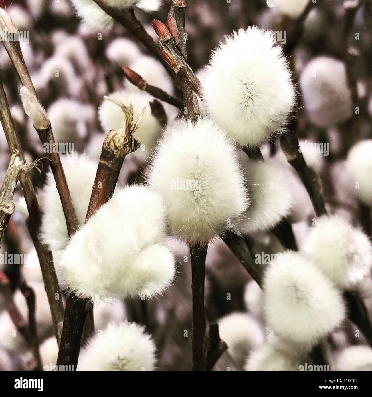 Close up of a bunch of pussy willows Banque D'Images