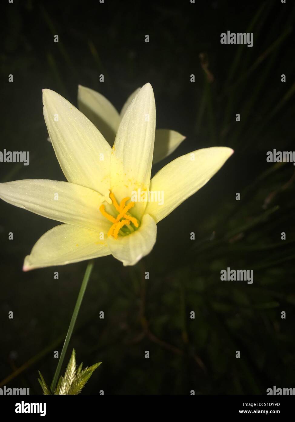 Fleur dans la nuit Banque D'Images