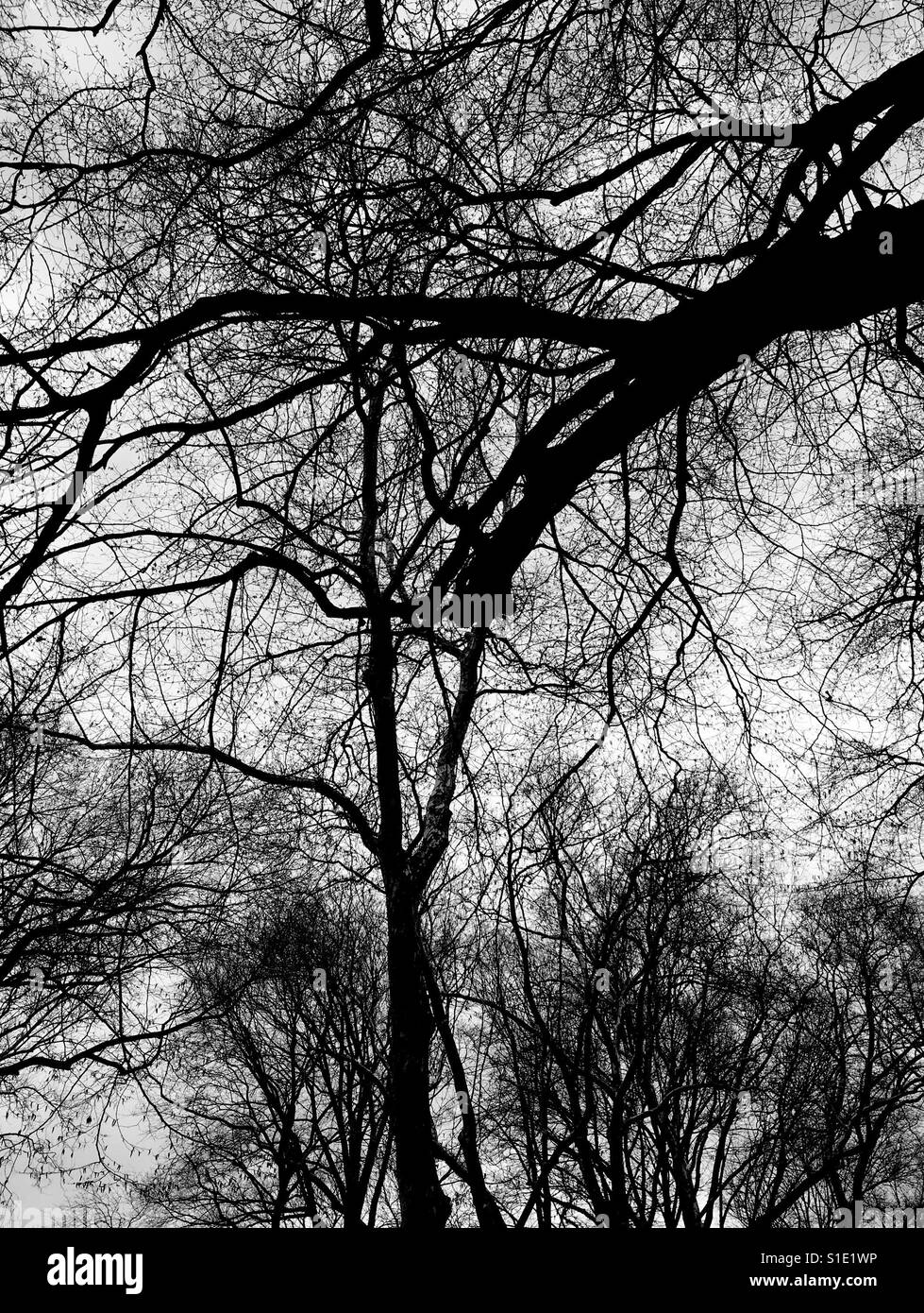 Arbre à feuilles caduques Banque D'Images