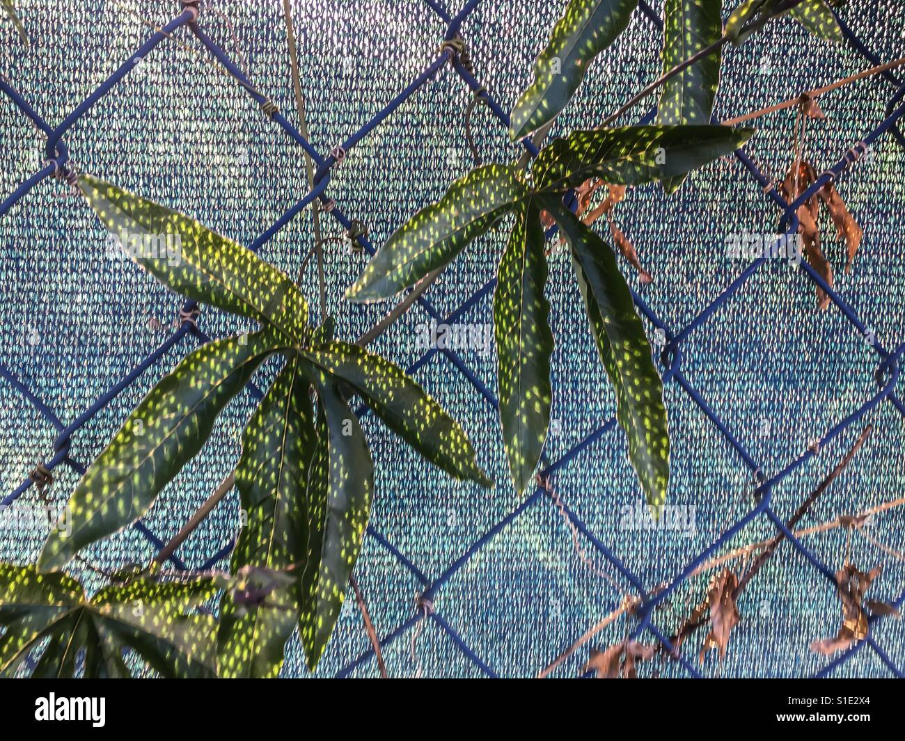 Les feuilles des plantes de lumière pommelé contre clôture métallique comme les étoiles de mer Banque D'Images