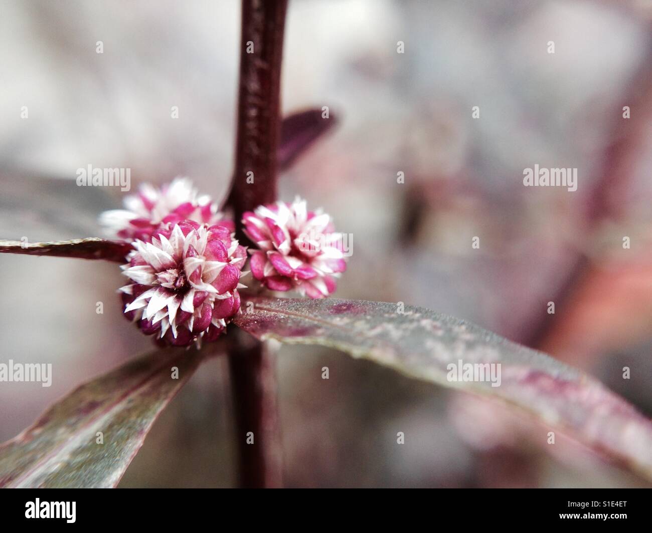 Belle fleur magenta, macro photographie Banque D'Images