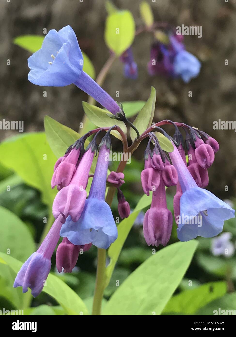 Close up de fleurs en forme de cloche bleu Banque D'Images