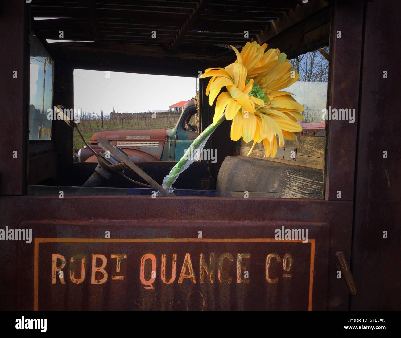 Chariot vintage avec de grandes fleurs jaune vif au siège conducteur. - Image de stock capturée avec un smartphone Chariot vintage avec de grandes fleurs jaune vif au siège conducteur. - Image de stock capturée avec un smartphone