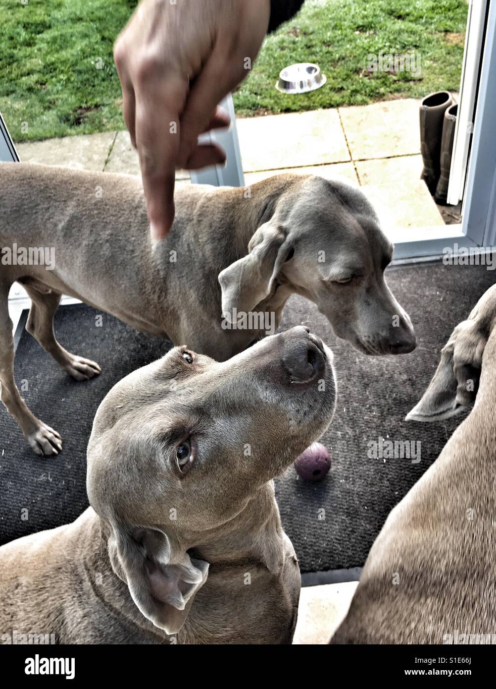 Trois chiens le Braque, l'un à la main jusqu'à des personnes - Image de stock capturée avec un smartphone