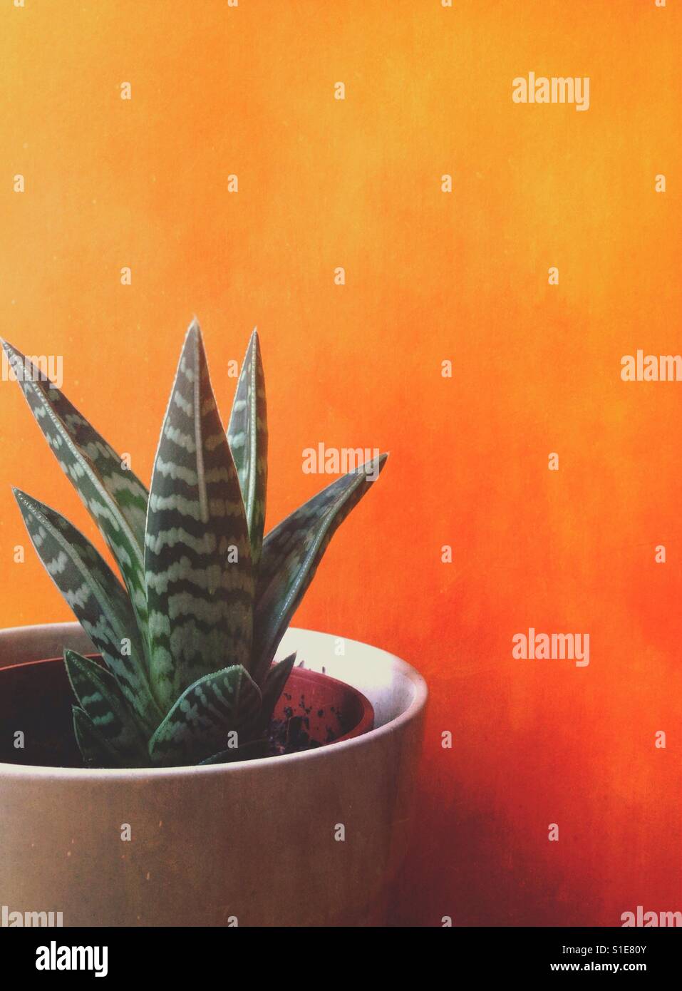 Langue De Boeuf Plante Avec Un Fond Orange Et Prix Pour Copy Space