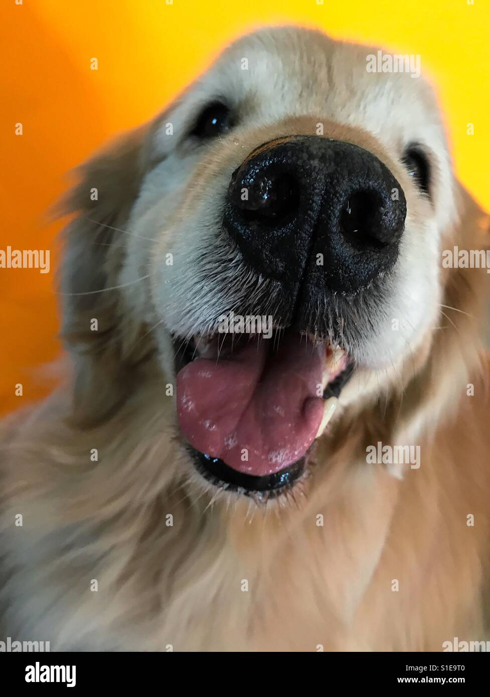 Heureux Golden Retriever Dog Banque D'Images