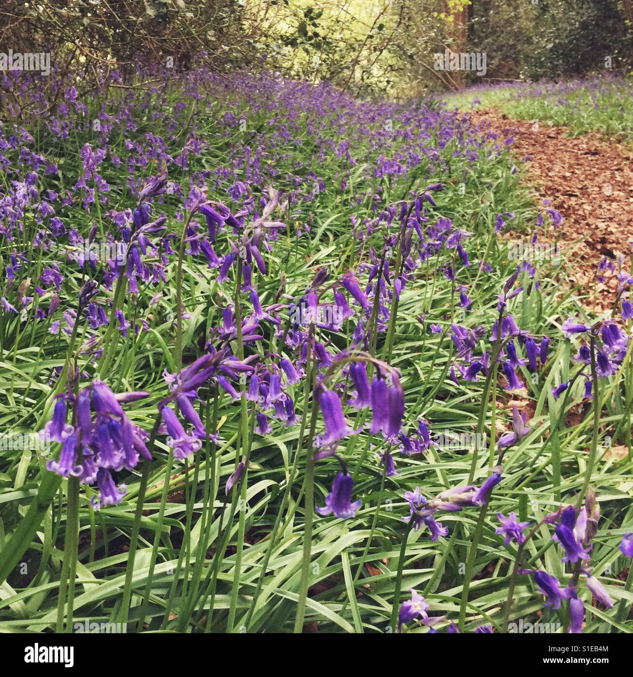 Bluebell flowers, Medstead, Hampshire, Angleterre, Royaume-Uni. Banque D'Images