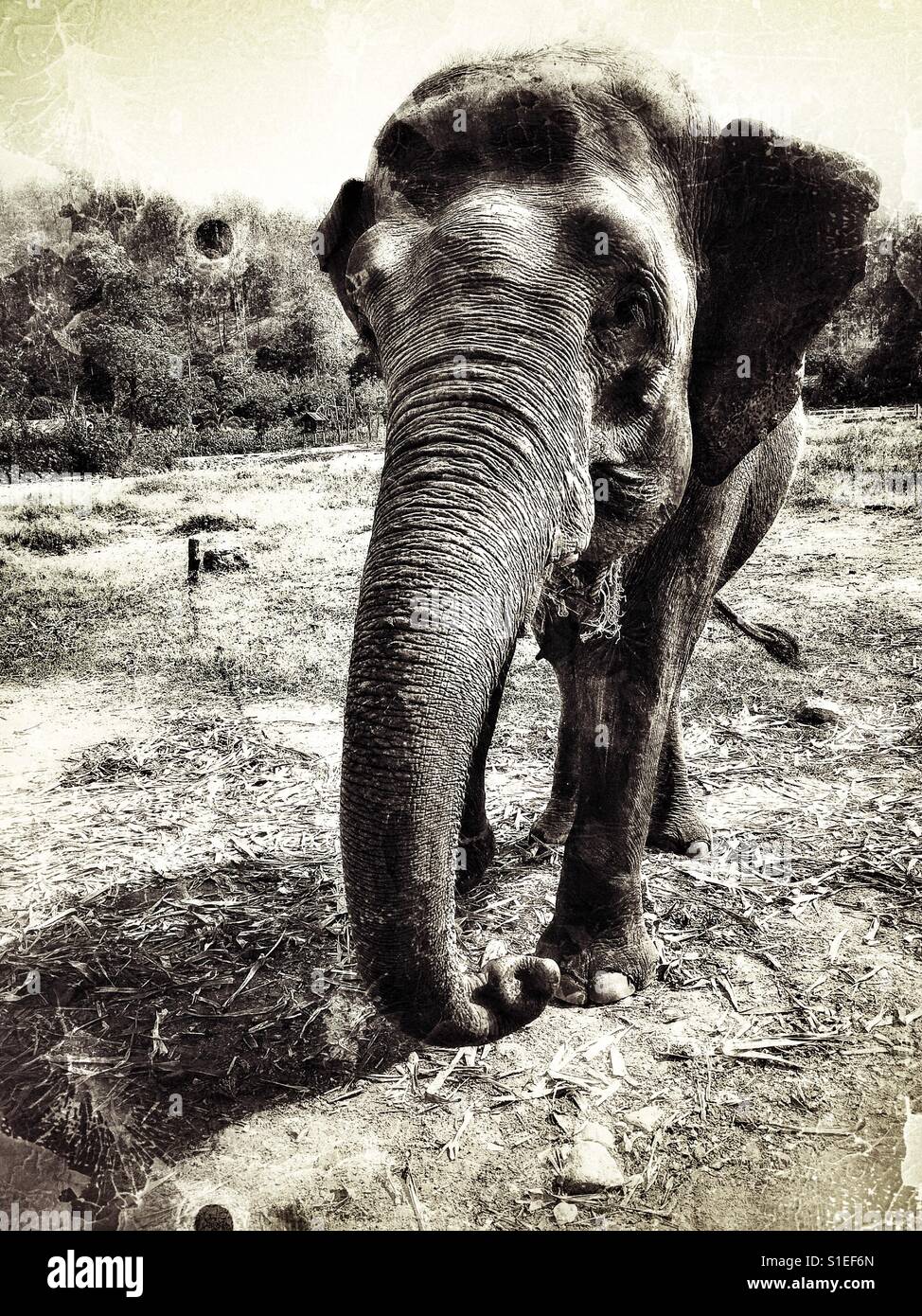 L'éléphant d'Asie femelle au sanctuaire à Chiangmai Thailand Banque D'Images