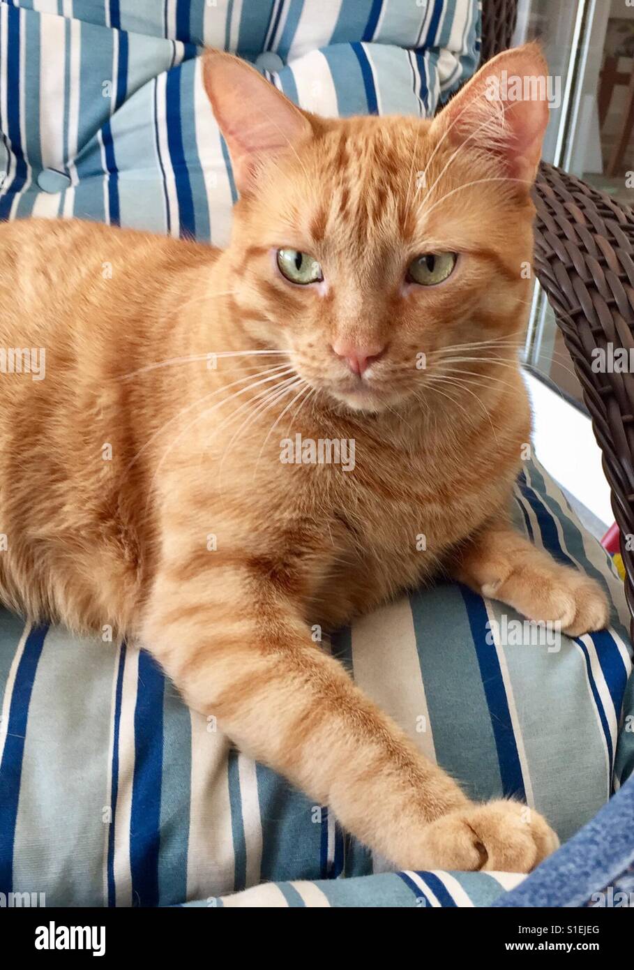 Joli Chat Jaune Photo Stock Alamy