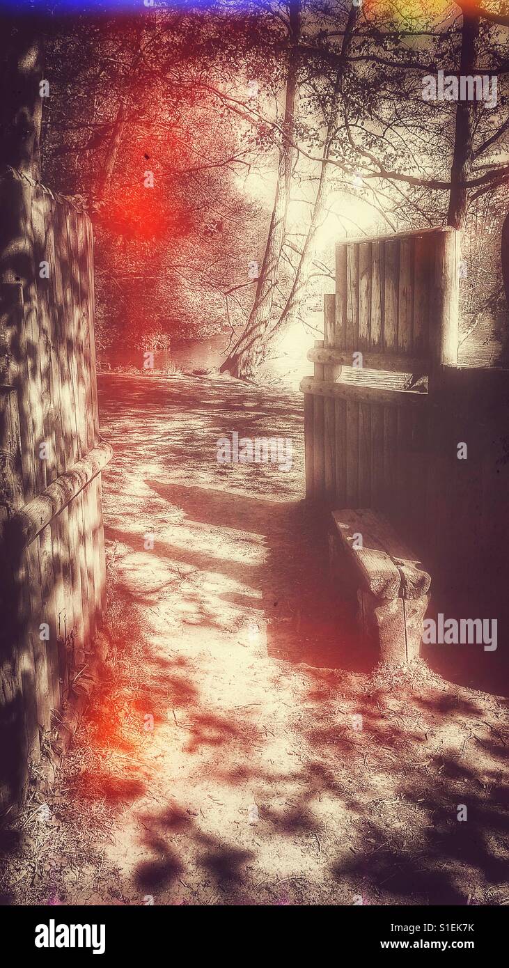 Masquer des oiseaux en forêt - Image de stock capturée avec un smartphone