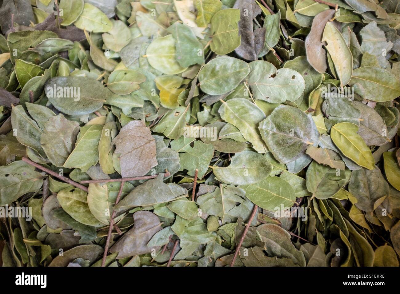 Feuilles de coca Banque de photographies et d’images à haute