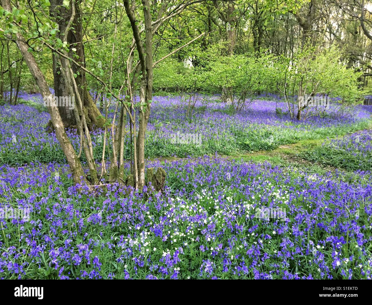 Bluebell flowers de Woodland, Medstead, Hampshire, Angleterre, Royaume-Uni. Banque D'Images
