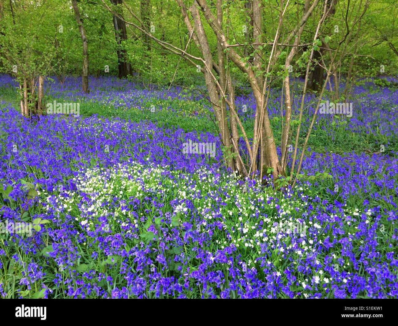 Bluebell woods, Hampshire, Angleterre, Royaume-Uni. Banque D'Images
