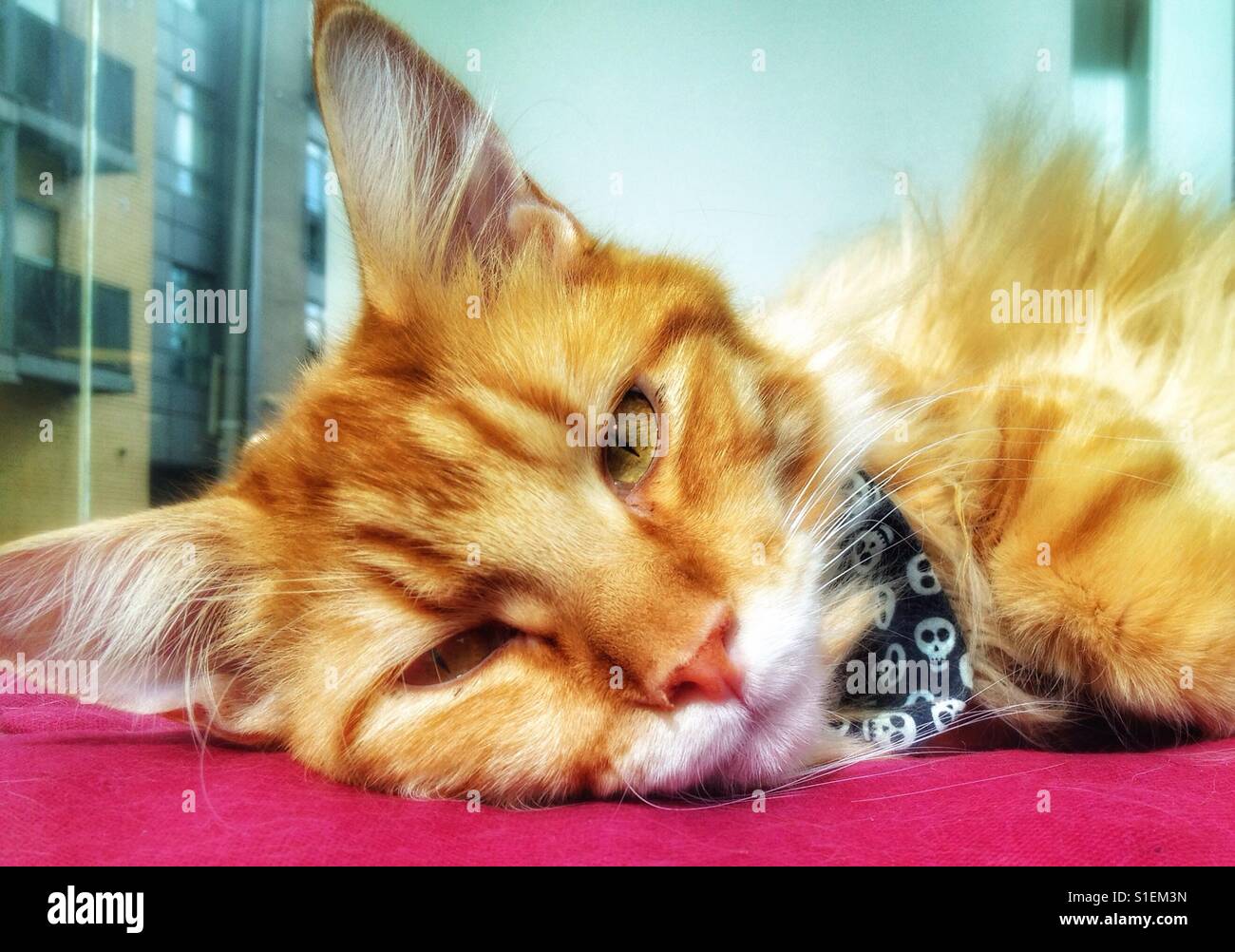 Ginger Tom cat Banque D'Images