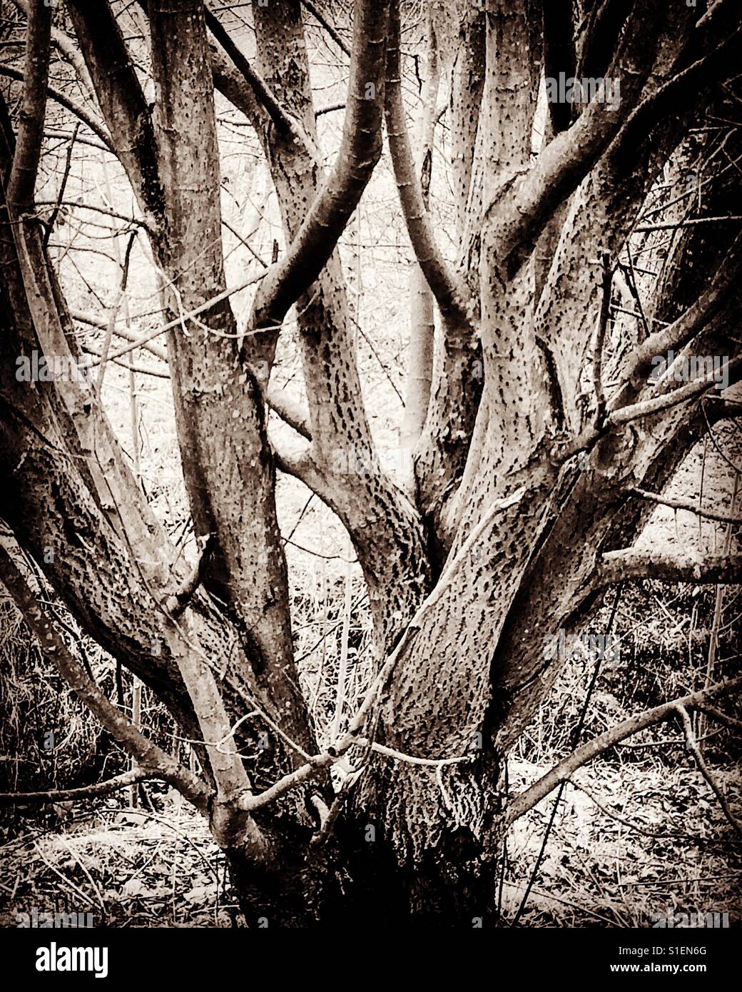 Arbre d'hiver de l'image monochrome Banque D'Images