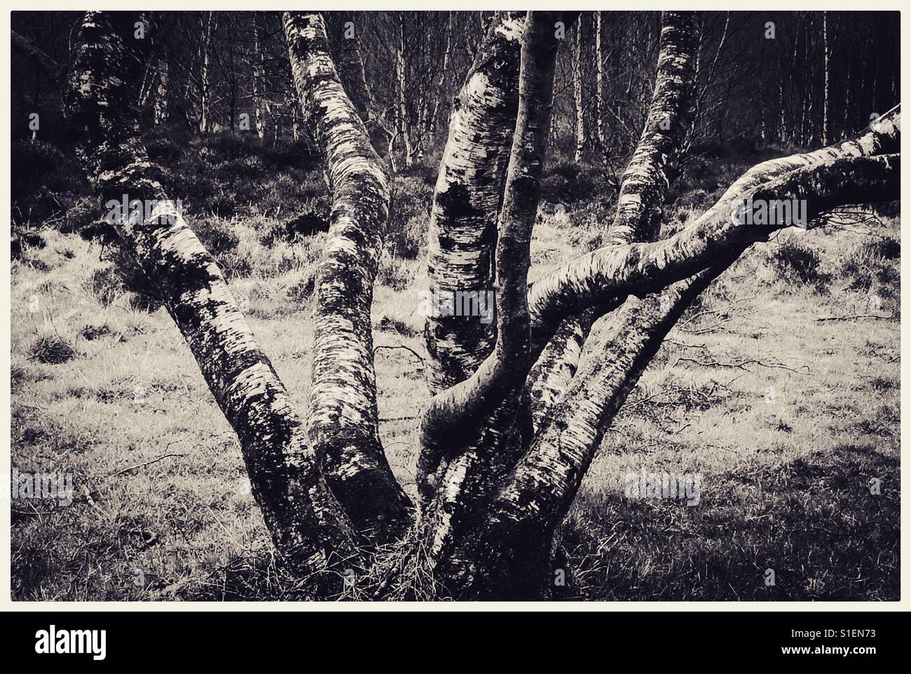 Image Monochrome de Silver Birch trees in winter Banque D'Images