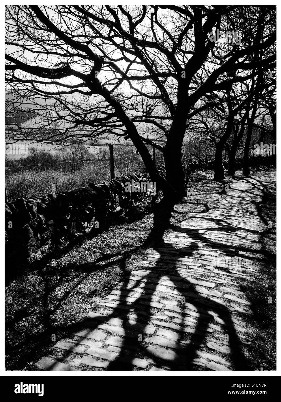 Image monochrome de l'hiver, les arbres et les ombres sur le sol Banque D'Images