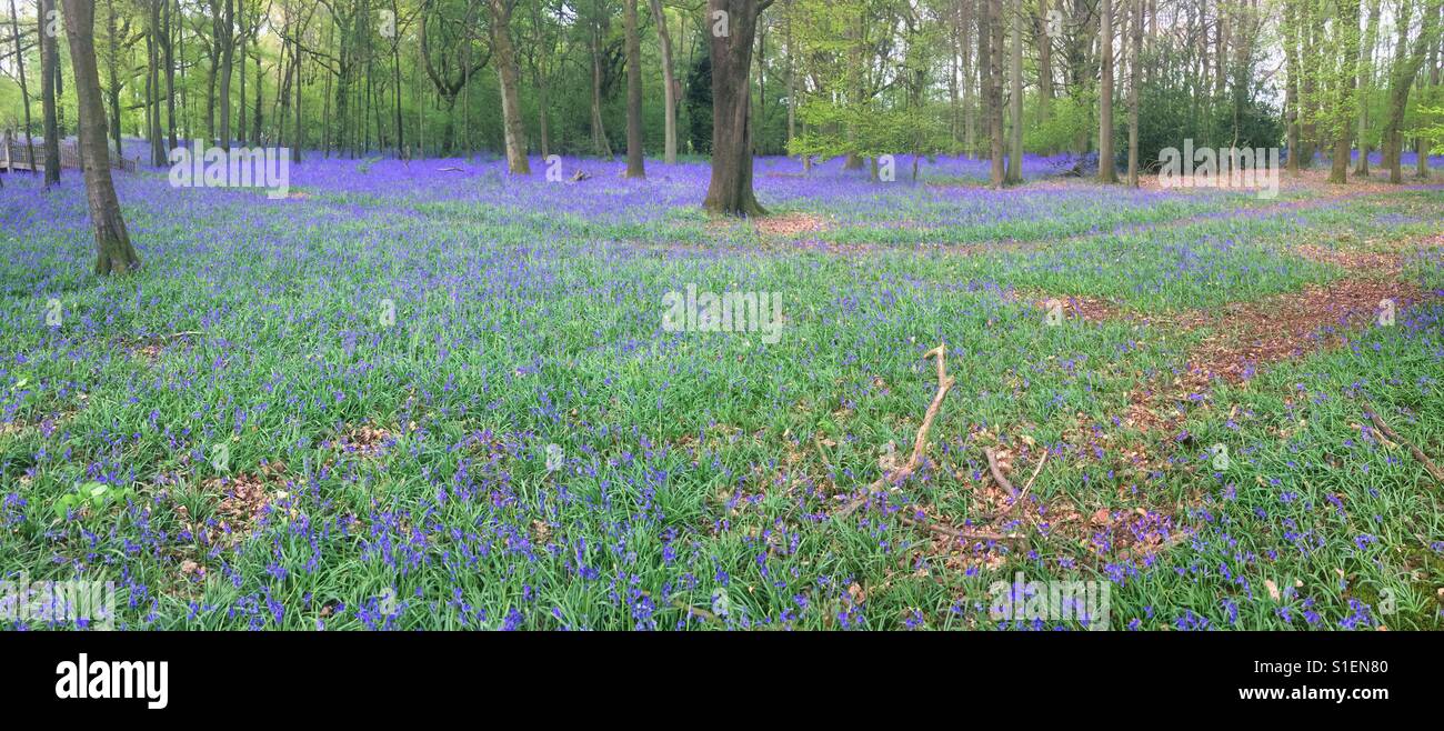 Tapis de jacinthes, Medstead, Hampshire. Banque D'Images