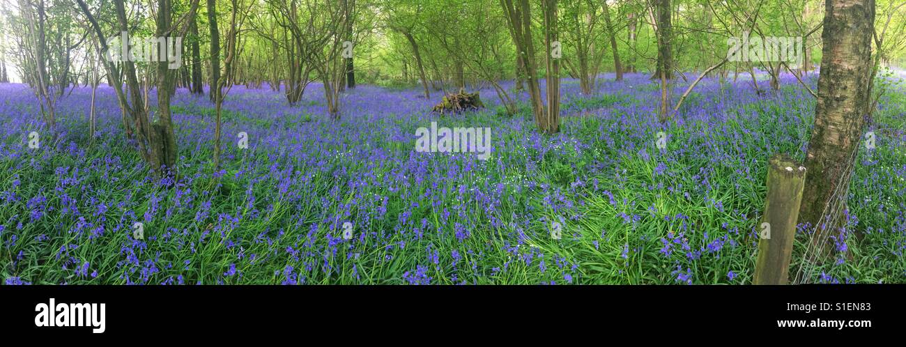 Photo panoramique de bluebells de Woodland, Medstead, Hampshire, Angleterre, Royaume-Uni. Banque D'Images