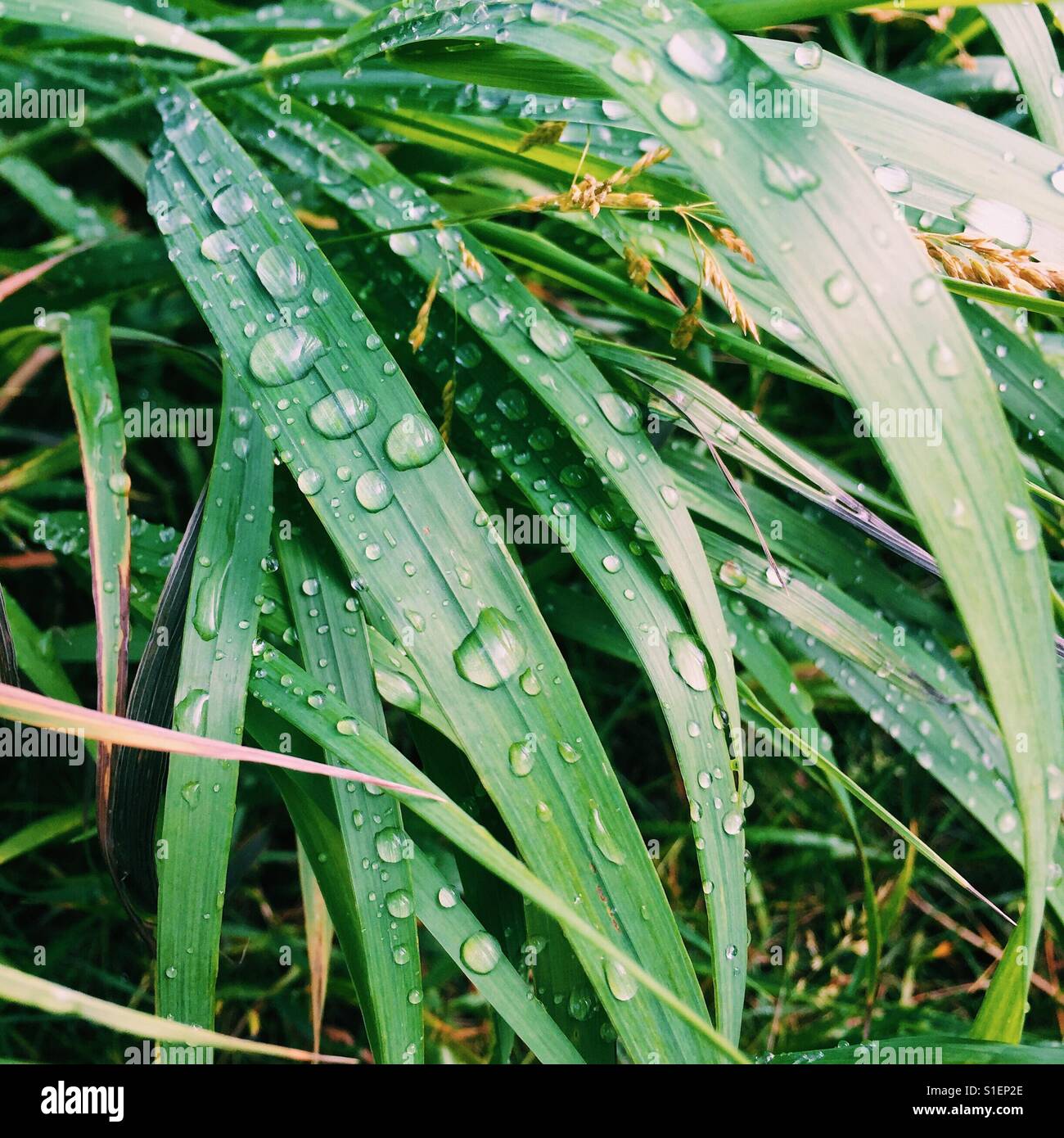 Un gros plan de gouttelettes d'eau sur des brins d'herbe. Banque D'Images