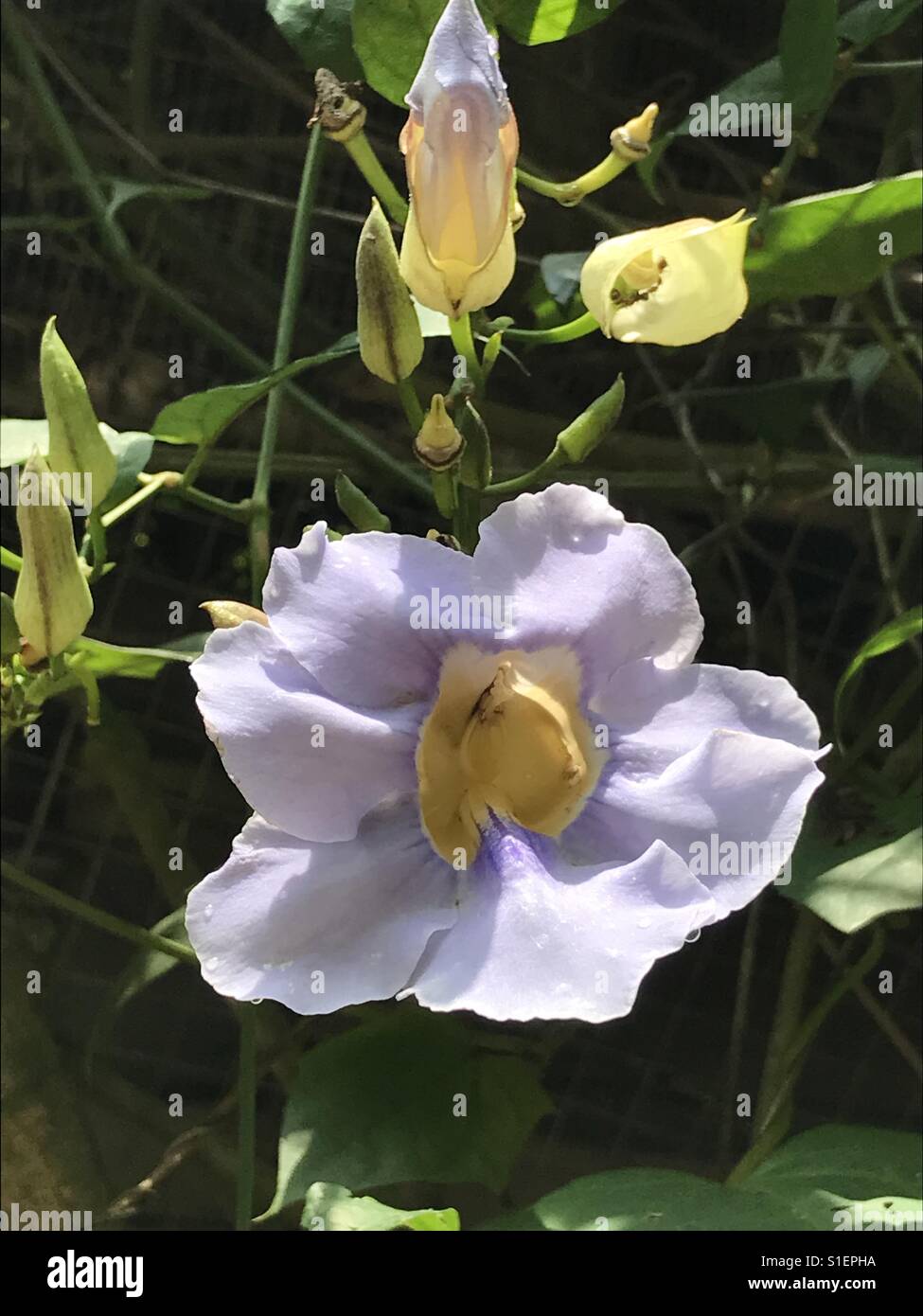 Gloire du matin, trompette ivy-violette singapour-Thunbergia grandiflora aka vigne horloge, vigne Skyflower Banque D'Images